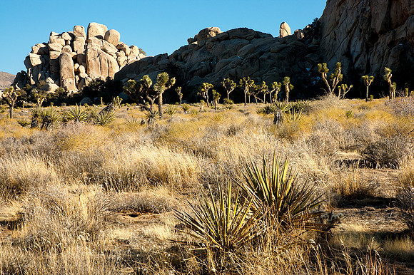 Joshua Tree National Park