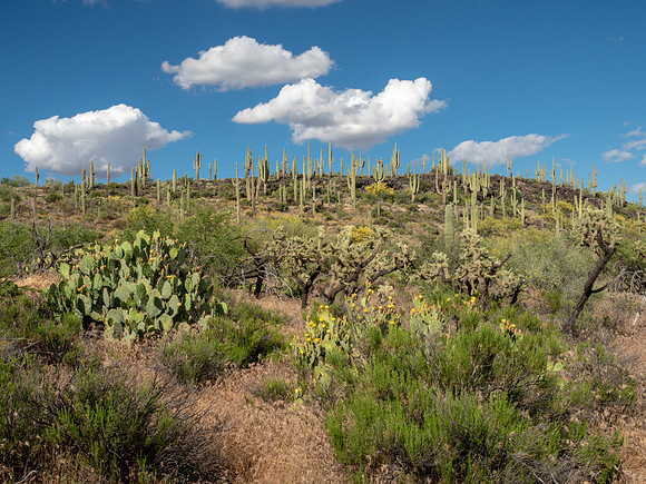 Arizona 2019