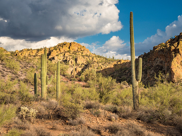 Arizona 2018