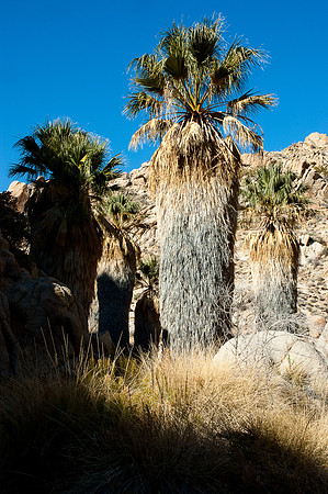 Joshua Tree National Park