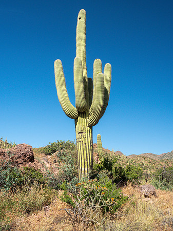 Arizona 2019