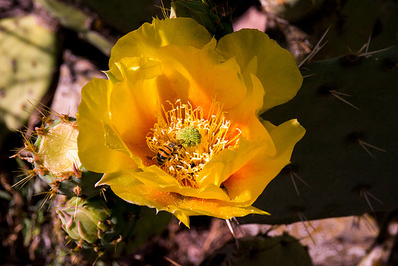 Arizona 2012 - Superstitions, Barkley Basin