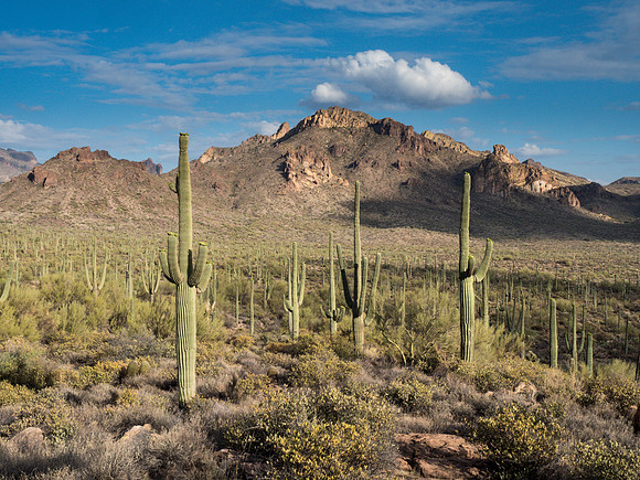 Arizona 2018