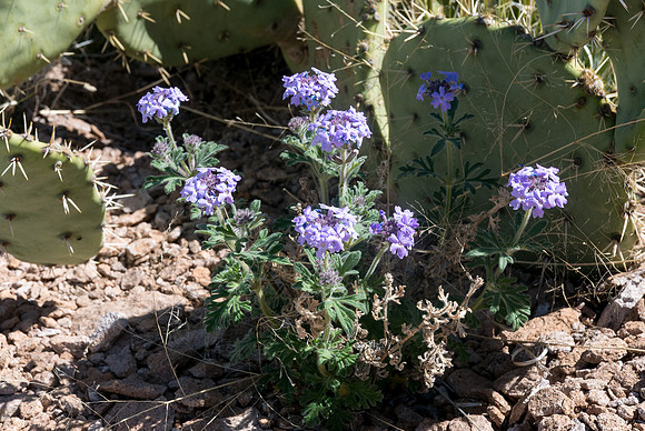 Arizona 2015 - Superstitions Ridge Hike (Mar)