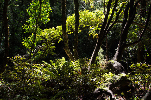 New Zealand 2013