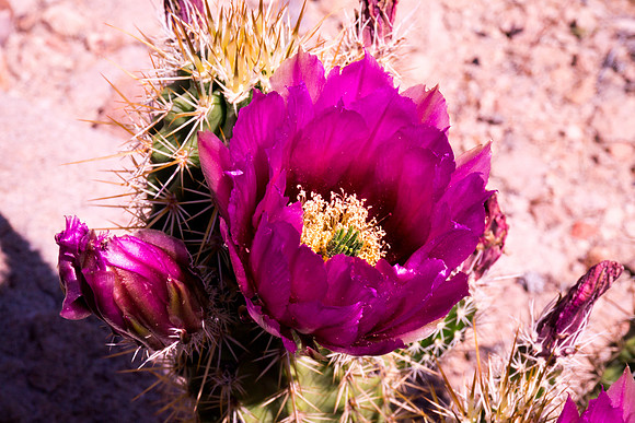 Arizona 2012 - Superstitions, Barkley Basin