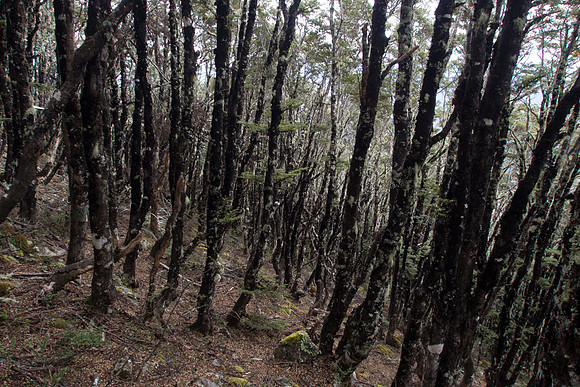 New Zealand 2013