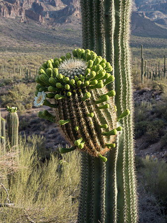 Arizona 2018
