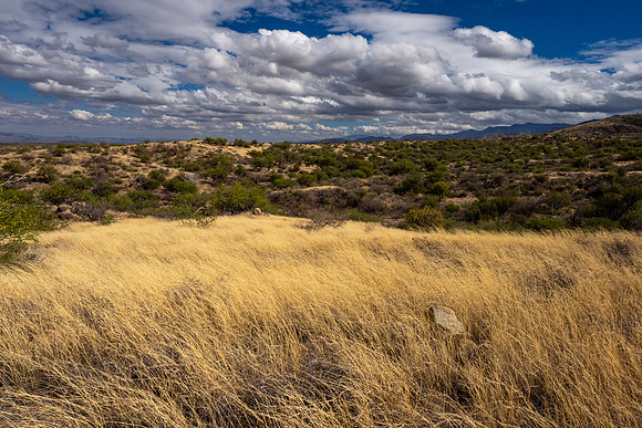 Arizona 2025
