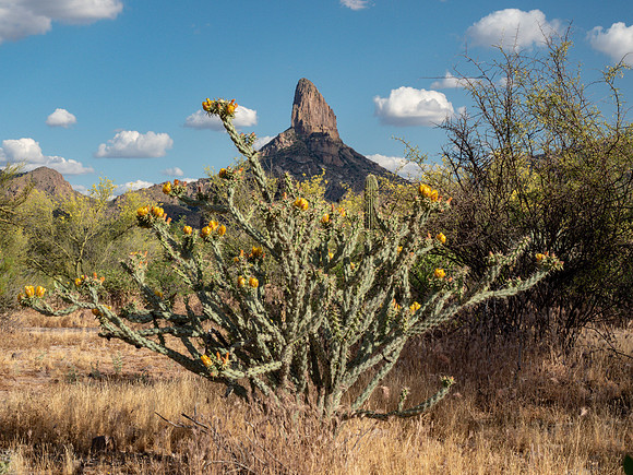Arizona 2019