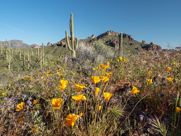 Arizona 2019