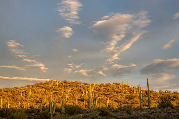 Arizona 2020