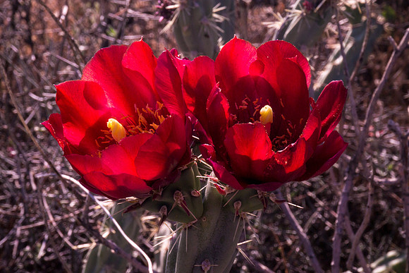Arizona 2012 - Superstitions, Barkley Basin