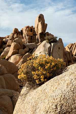 Joshua Tree National Park