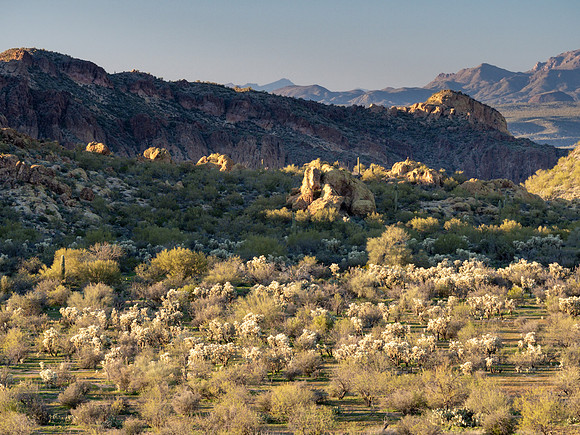 Arizona 2019