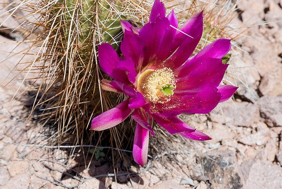 Arizona 2015 - Superstitions Ridge Hike (Mar)