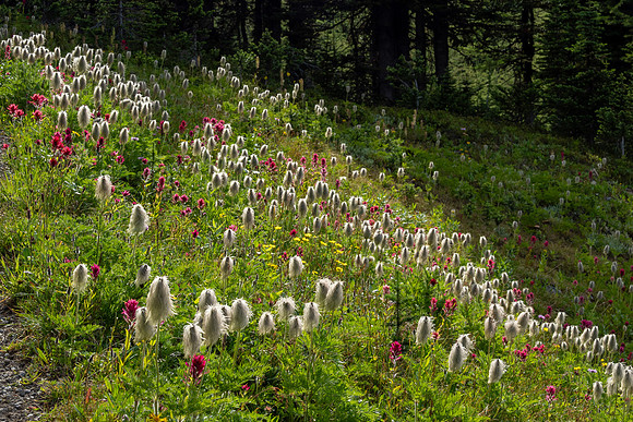 Banff National Park 2025