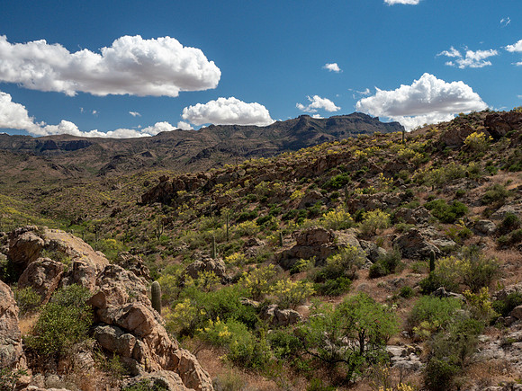 Arizona 2019