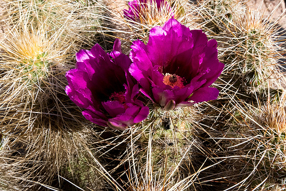 Arizona 2015 - Superstitions Ridge Hike (Mar)