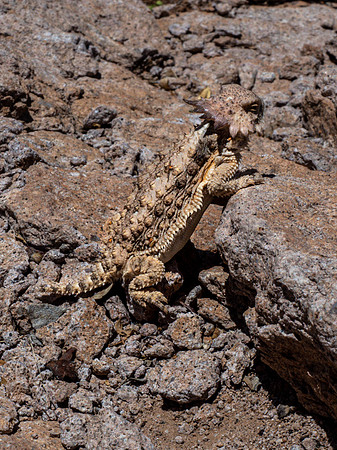 Arizona 2019