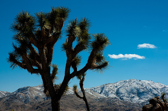 Joshua Tree National Park