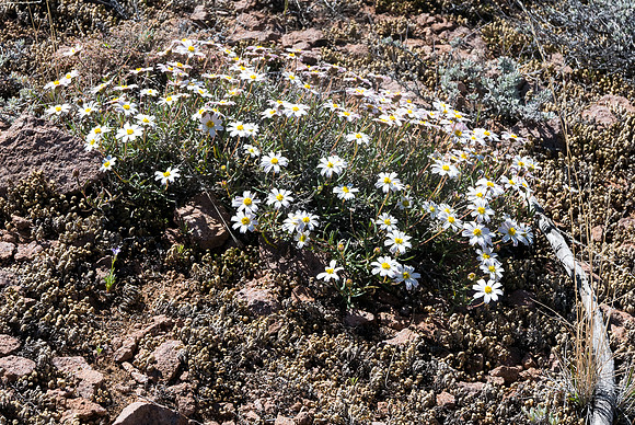 Arizona 2015 - Superstitions Ridge Hike (Mar)