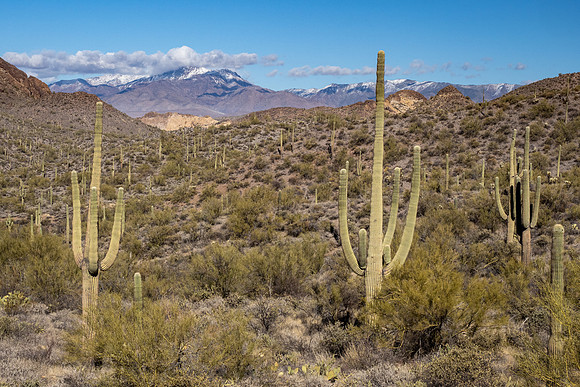 Arizona 2021
