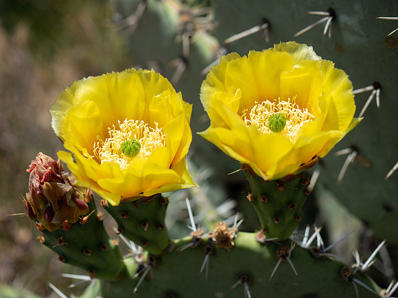 Arizona 2019