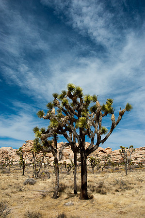 Joshua Tree National Park