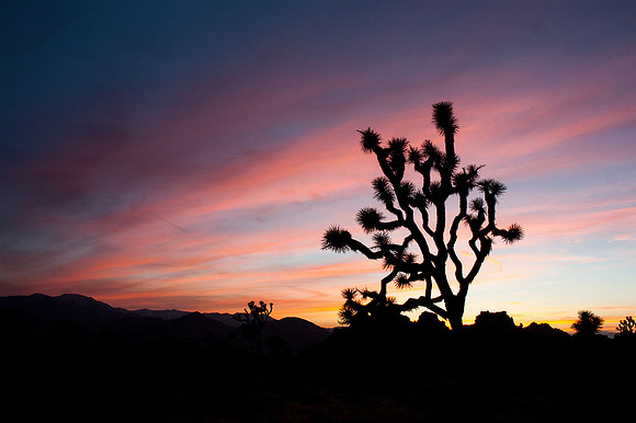 Joshua Tree National Park