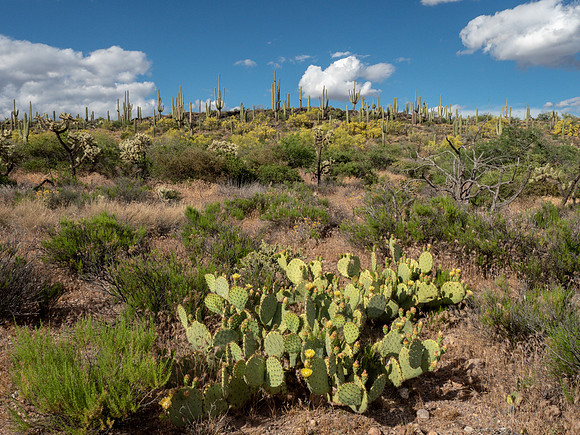 Arizona 2019