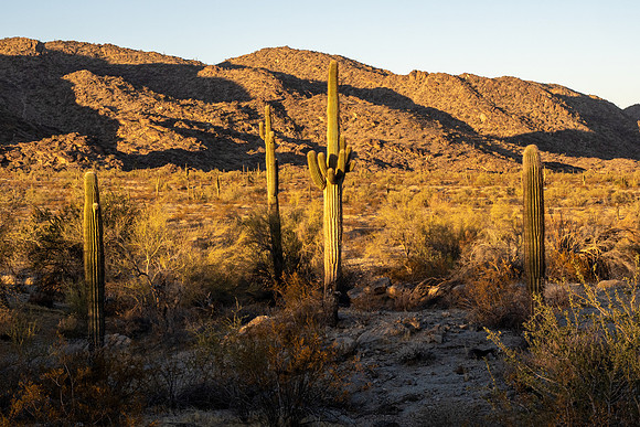 Arizona 2020