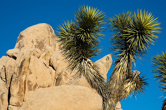 Joshua Tree National Park