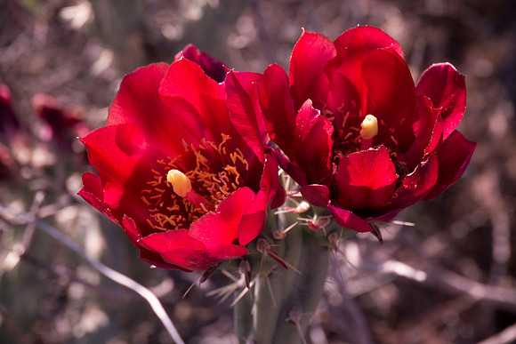 Arizona 2012 - Superstitions, Barkley Basin