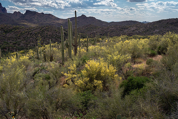 Arizona 2019