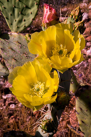 Arizona 2012 - Superstitions, Barkley Basin