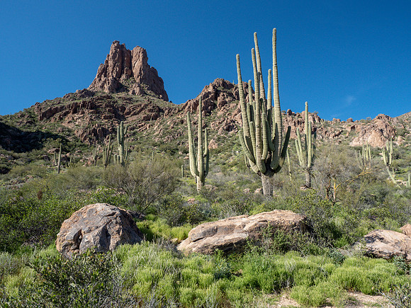 Arizona 2019