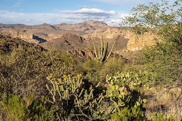 Arizona 2021