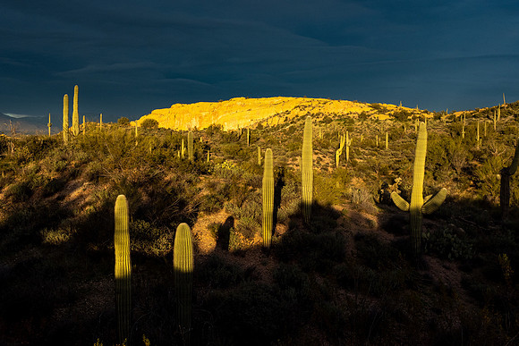 Arizona 2020