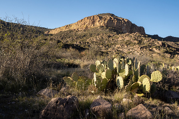 Arizona 2021
