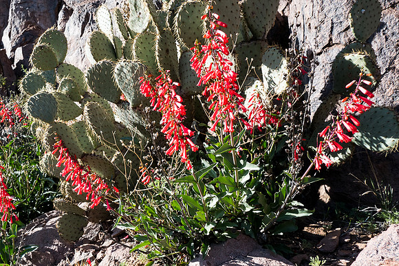 Arizona 2015 - Superstitions Ridge Hike (Mar)
