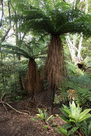 New Zealand 2013