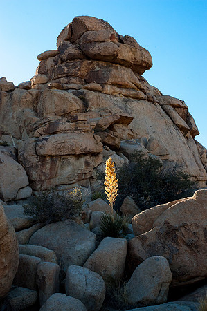 Joshua Tree National Park
