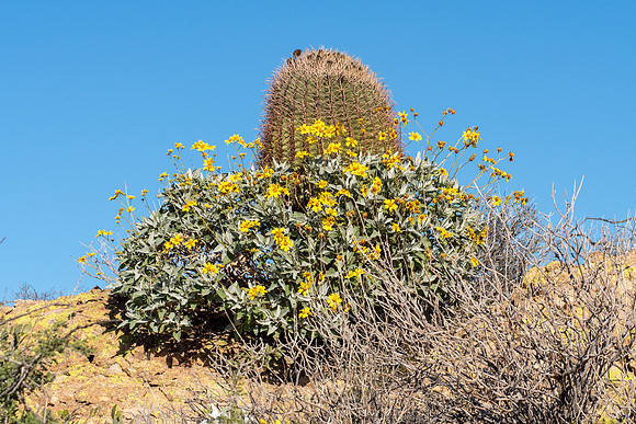 Arizona 2019