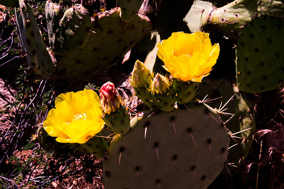 Arizona 2012 - Superstitions, Barkley Basin
