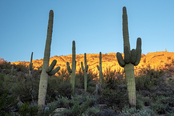 Arizona 2019