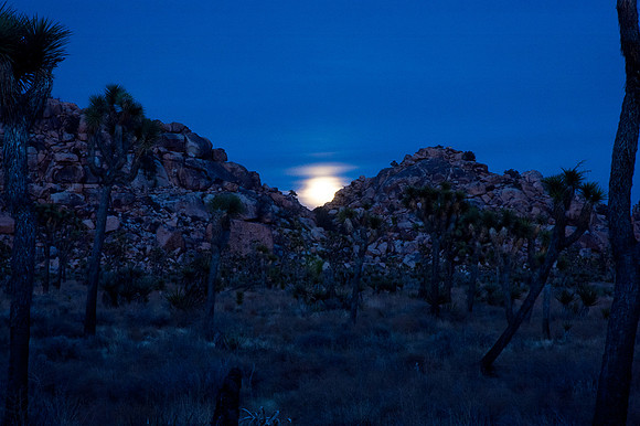 Joshua Tree National Park