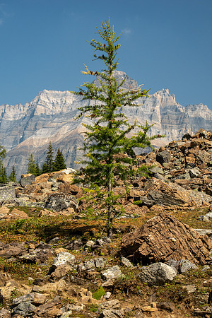 Lake O'Hara 2025