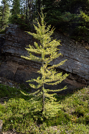 Lake O'Hara 2025
