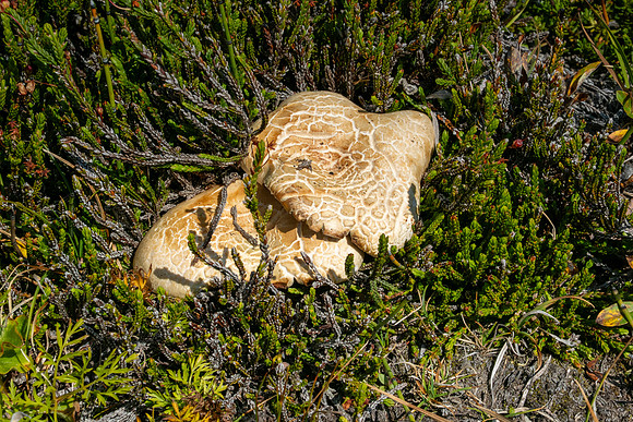 Lake O'Hara 2025